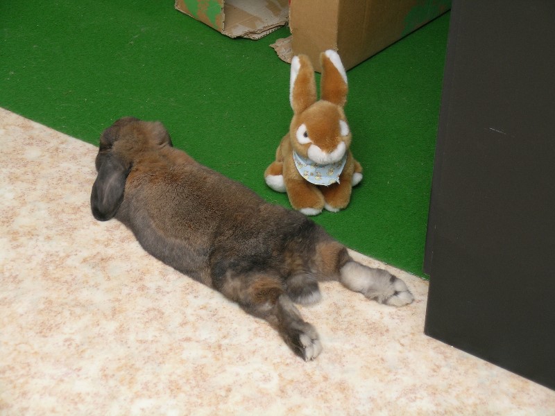 ../Images/5 Snoopy.jpg